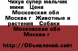 Чихуа супер мальчик мини › Цена ­ 13 000 - Московская обл., Москва г. Животные и растения » Собаки   . Московская обл.,Москва г.